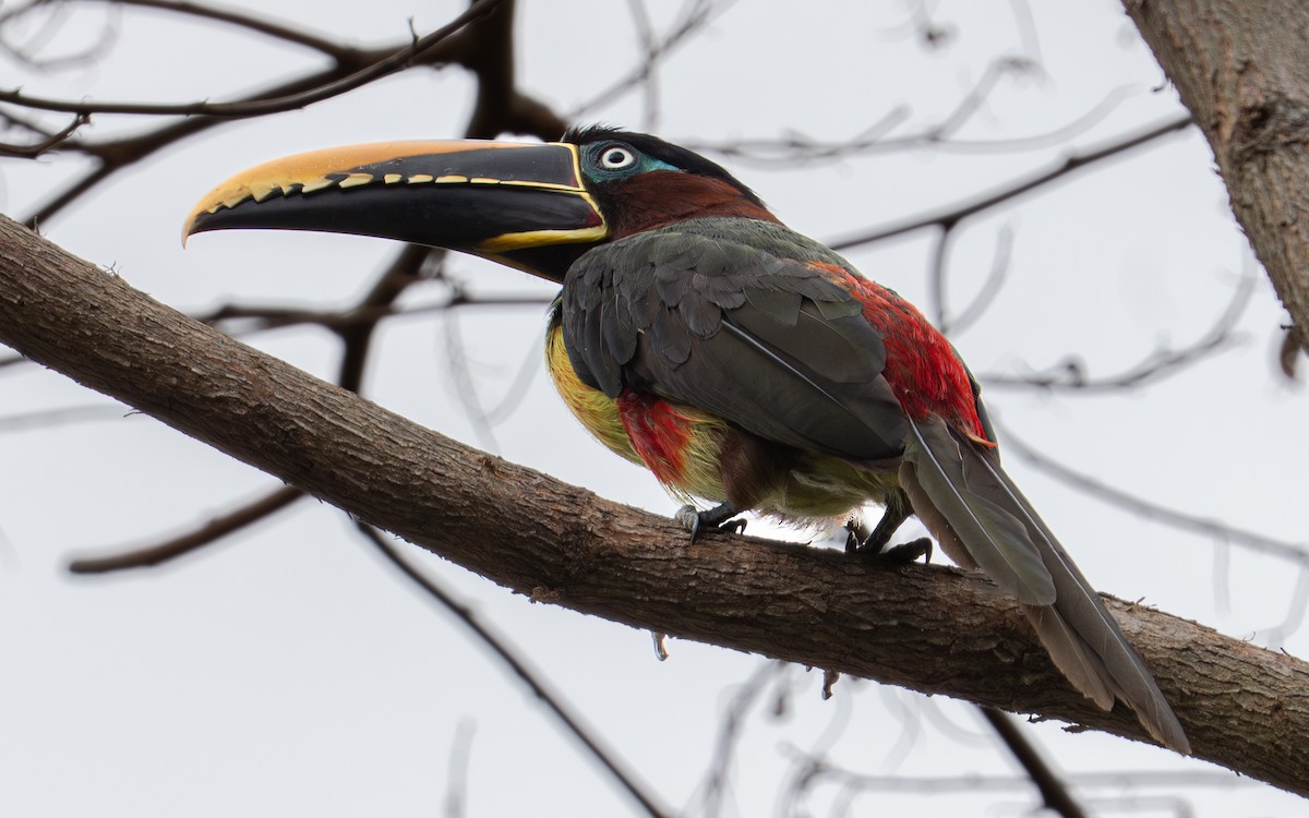 Chestnut-eared Aracari - ML638283719