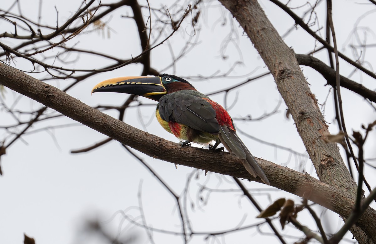Chestnut-eared Aracari - ML638283720