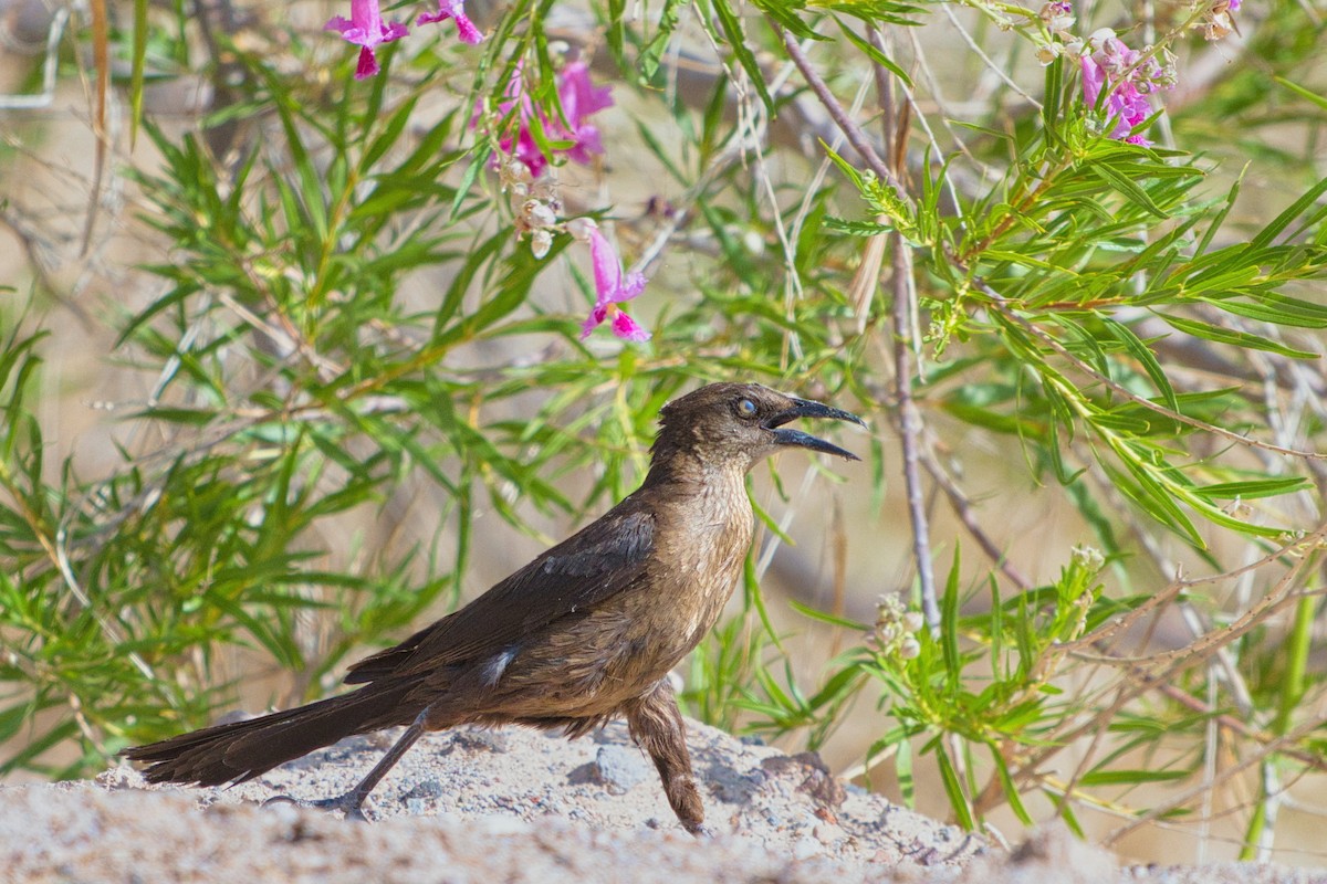 Great-tailed Grackle - ML638283724