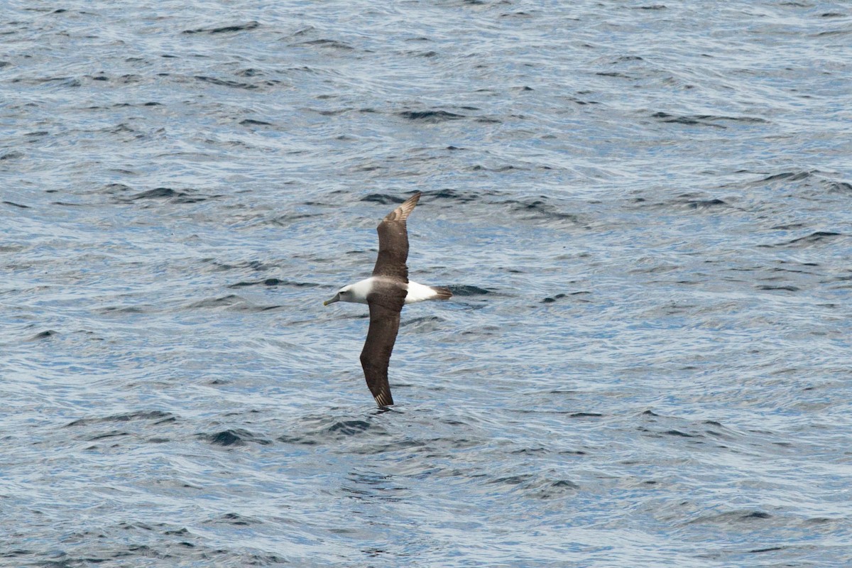 White-capped Albatross - ML638283735