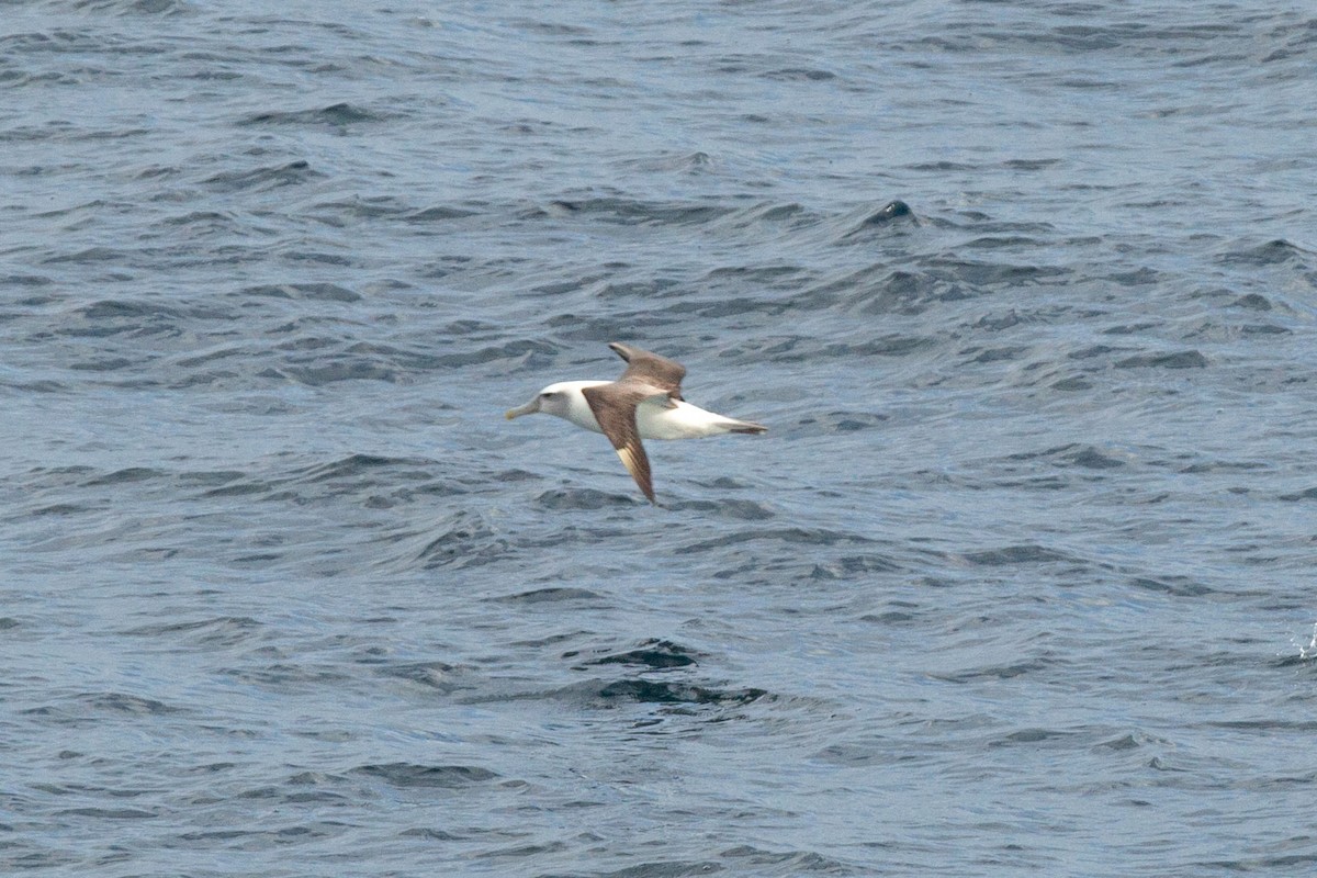 White-capped Albatross - ML638283736