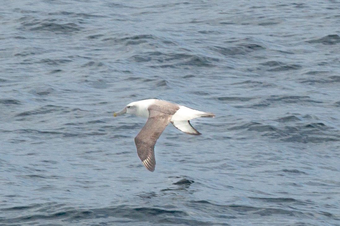 White-capped Albatross - ML638283737