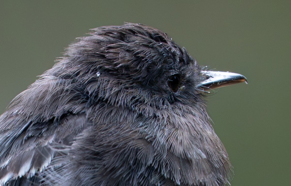 Black Phoebe - ML638283739