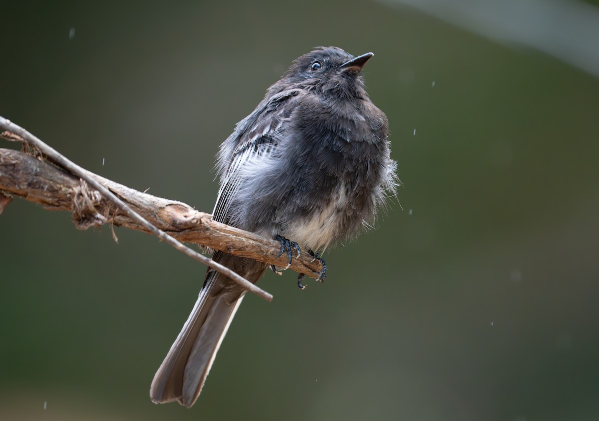 Black Phoebe - ML638283741