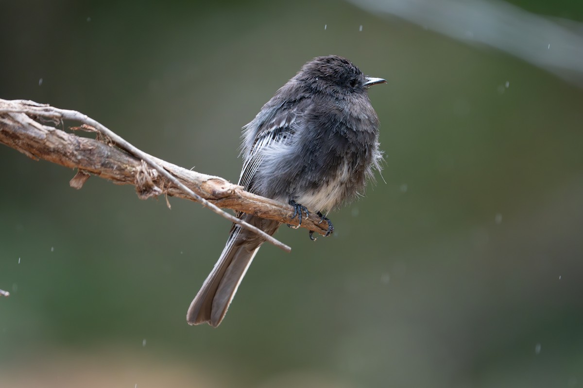 Black Phoebe - ML638283742