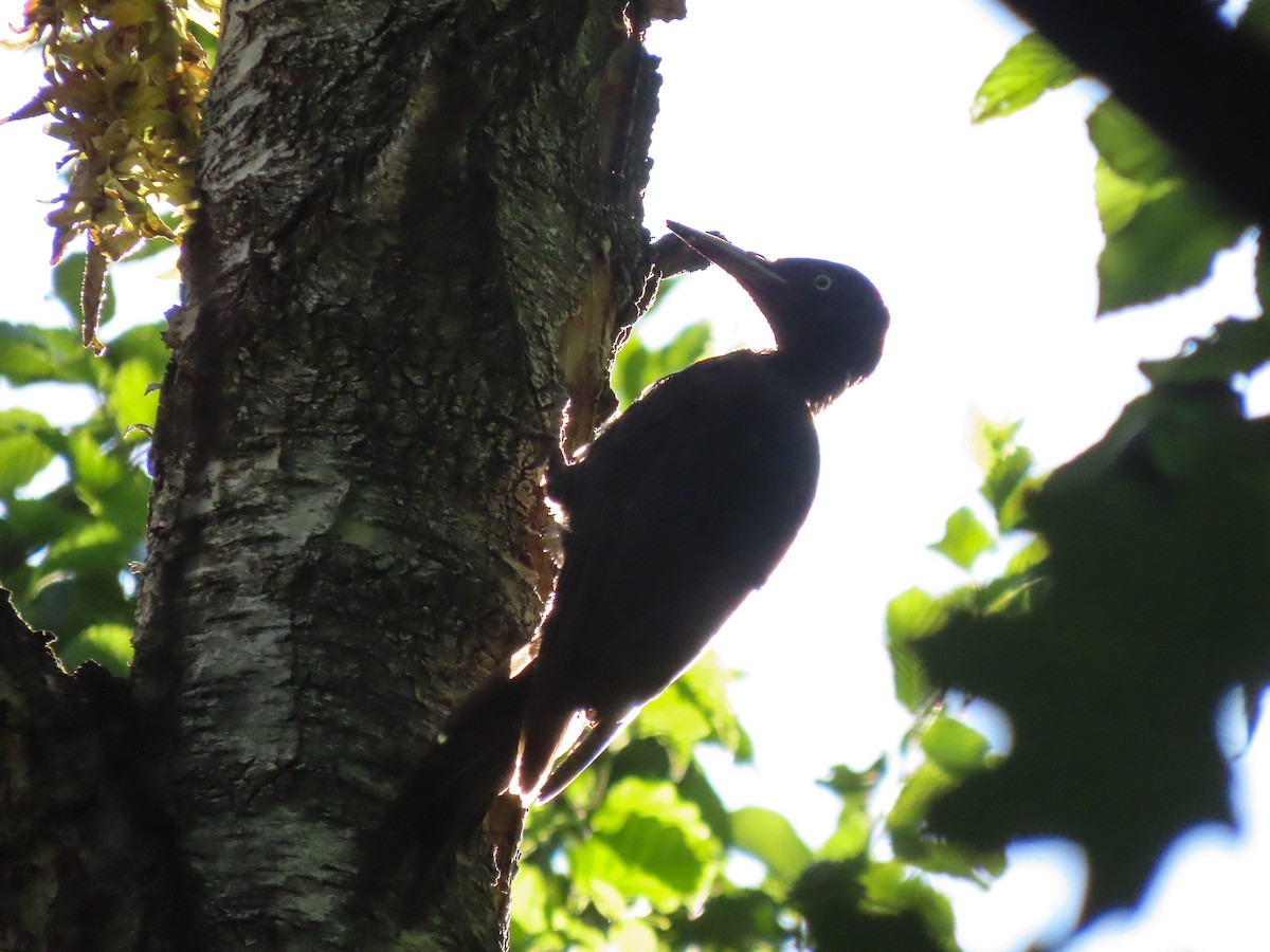 クマゲラ - ML638283748