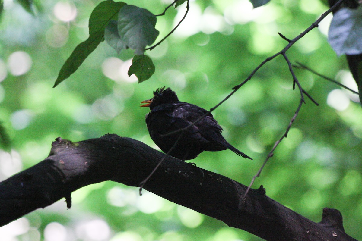 ニシクロウタドリ - ML638283754