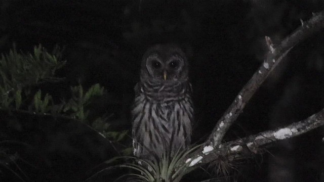 Barred Owl - ML638283766