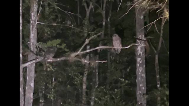 Barred Owl - ML638283769