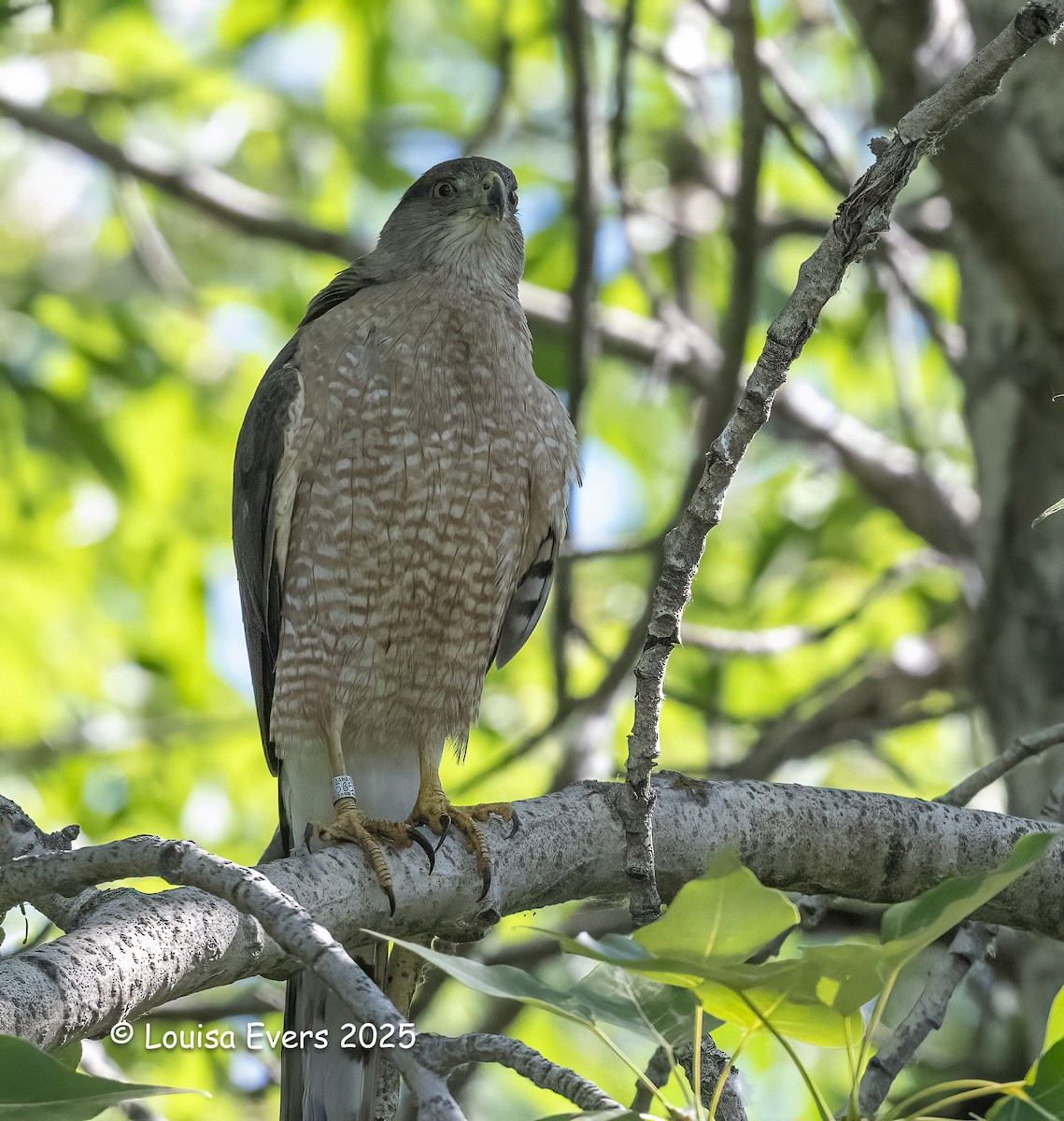 Cooper's Hawk - ML638283775