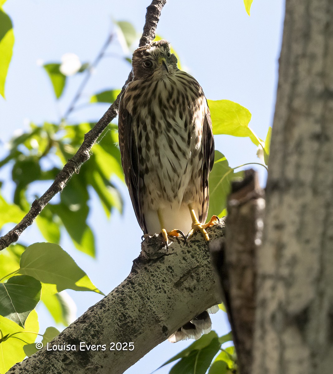 Cooper's Hawk - ML638283779