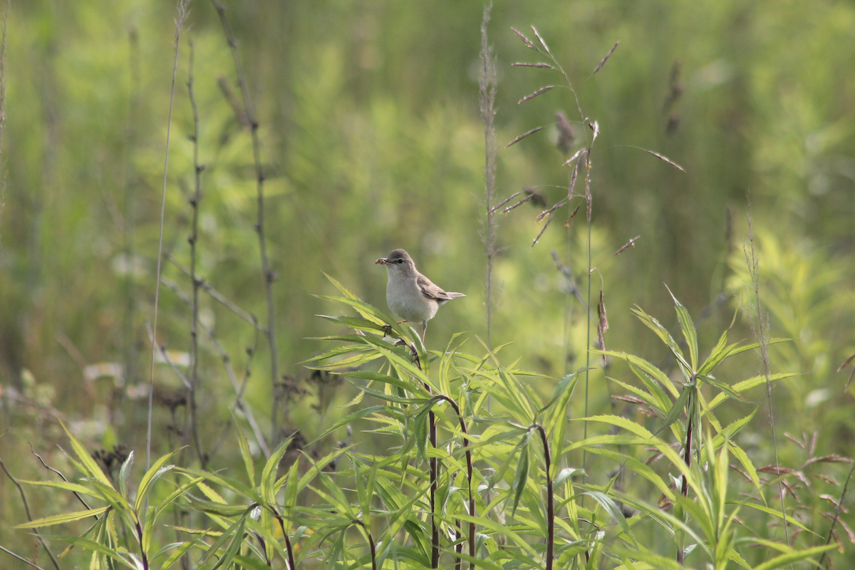 Booted Warbler - ML638283780