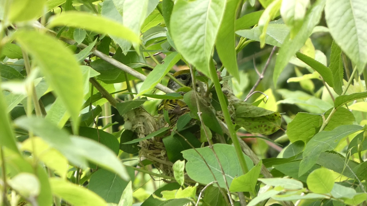 Chestnut-sided Warbler - ML638283781