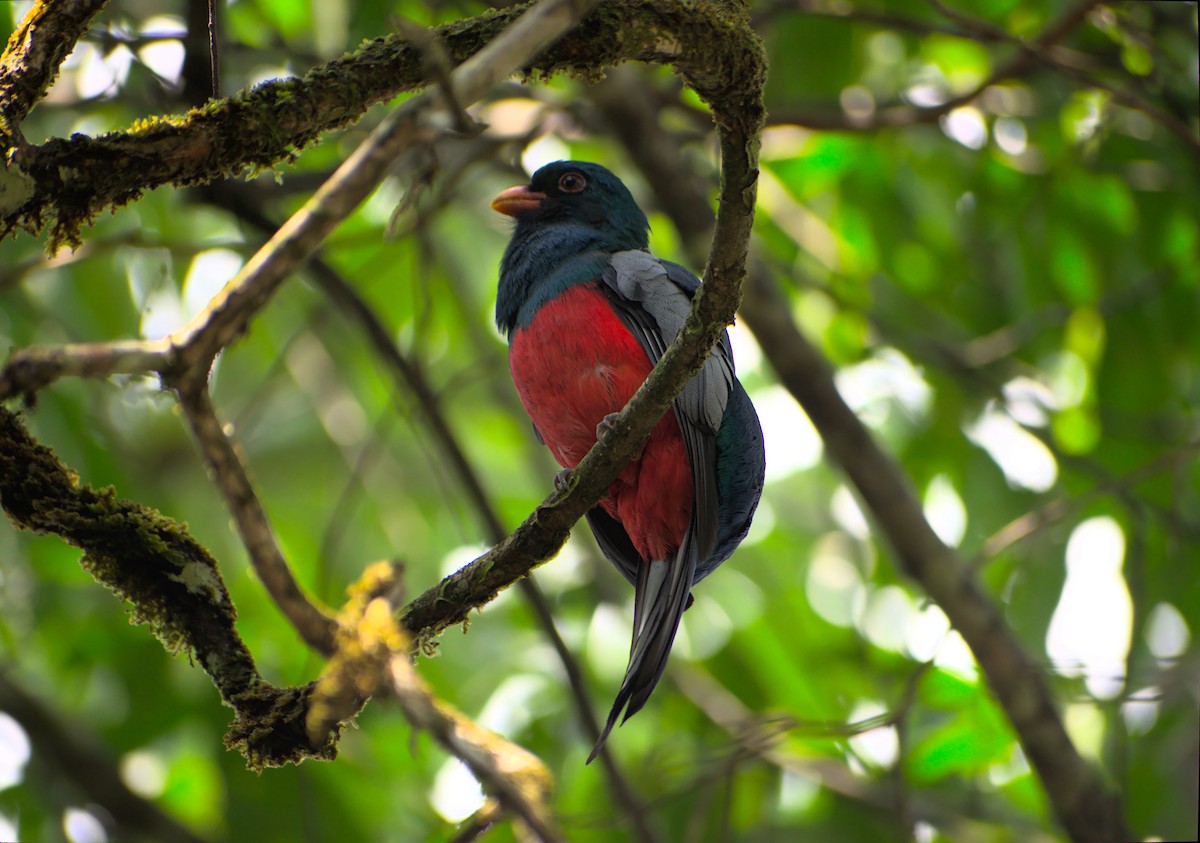 Slaty-tailed Trogon - ML638283782