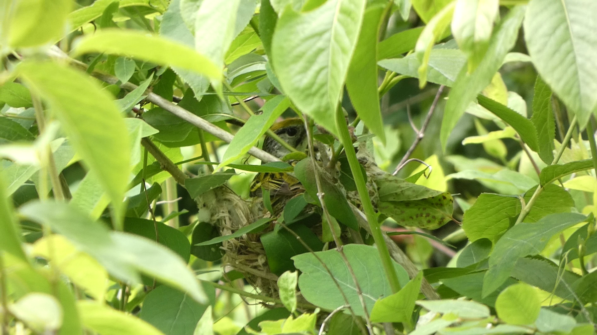 Chestnut-sided Warbler - ML638283784