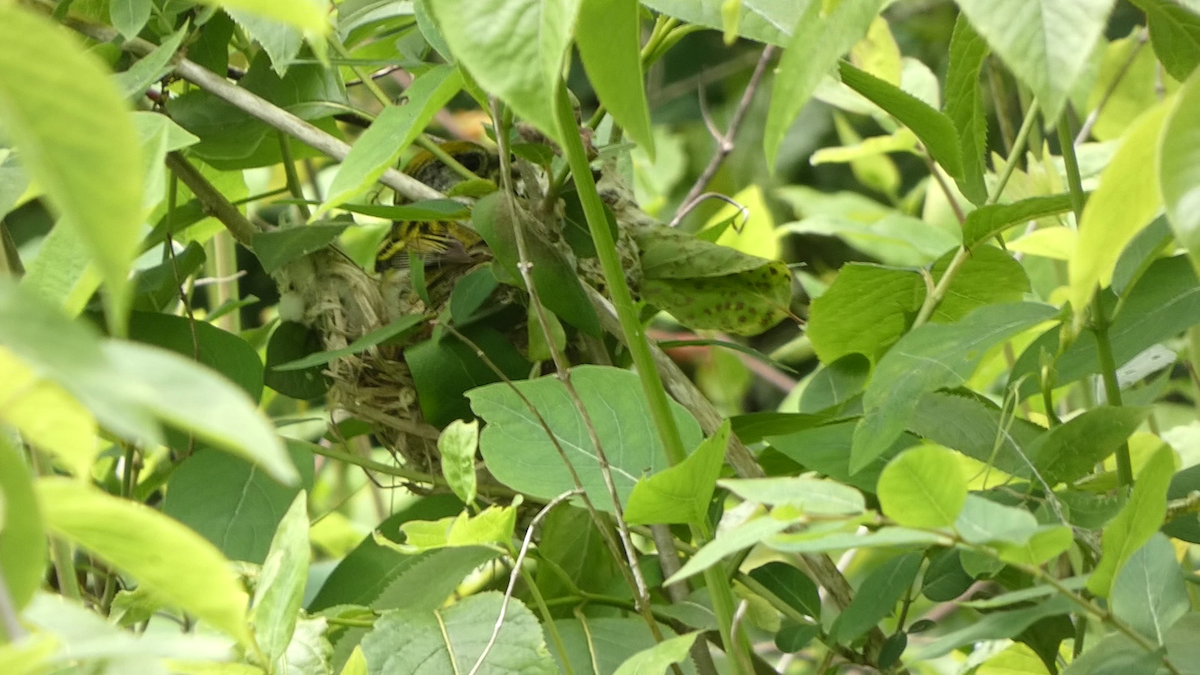 Chestnut-sided Warbler - ML638283785