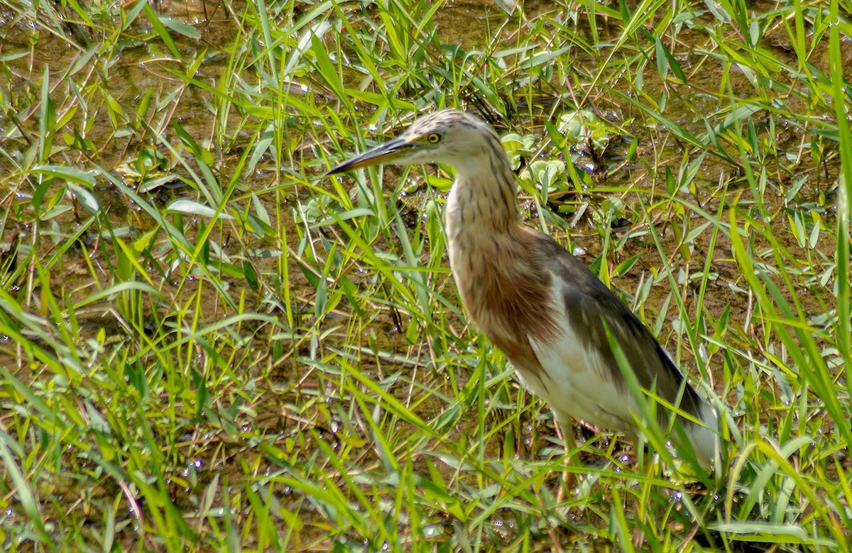 Javan Pond-Heron - ML638283788