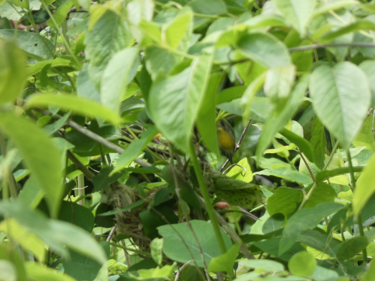 Chestnut-sided Warbler - ML638283793