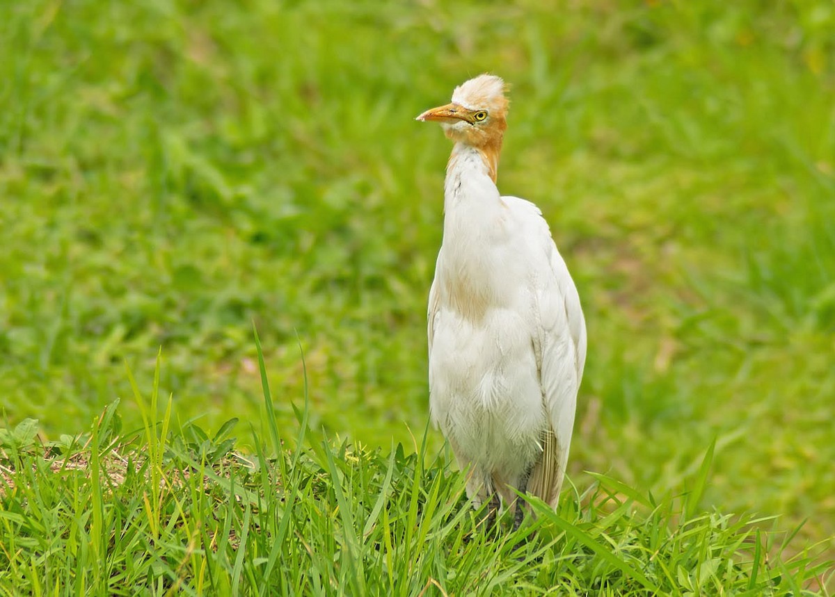 Eastern Cattle-Egret - ML638283795