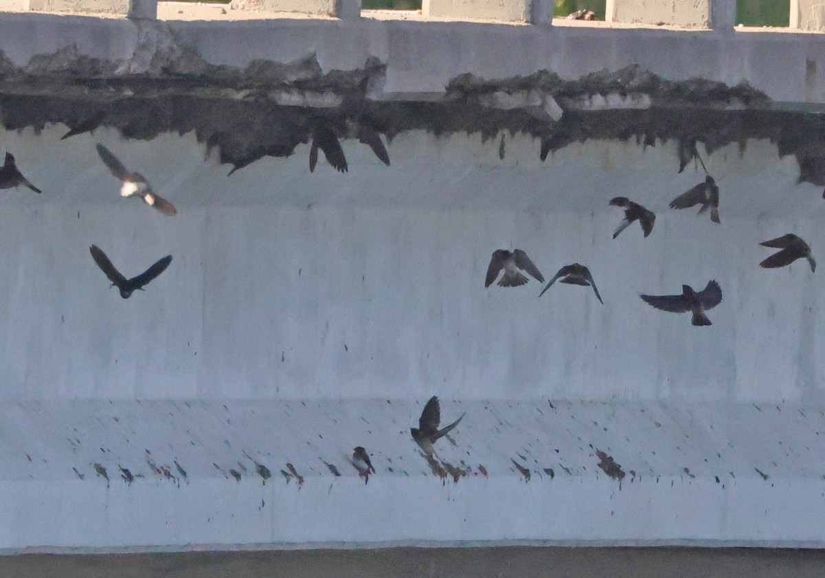 Cliff Swallow - ML638283796