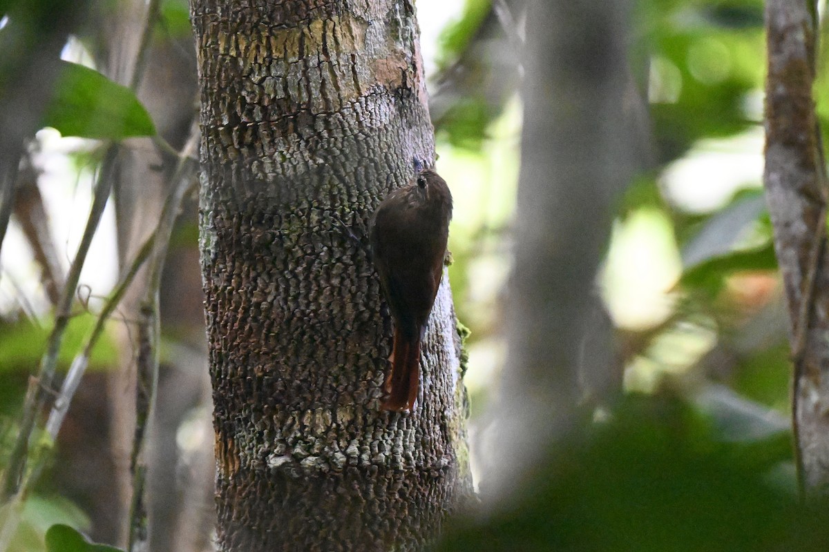 Wedge-billed Woodcreeper - ML638283802
