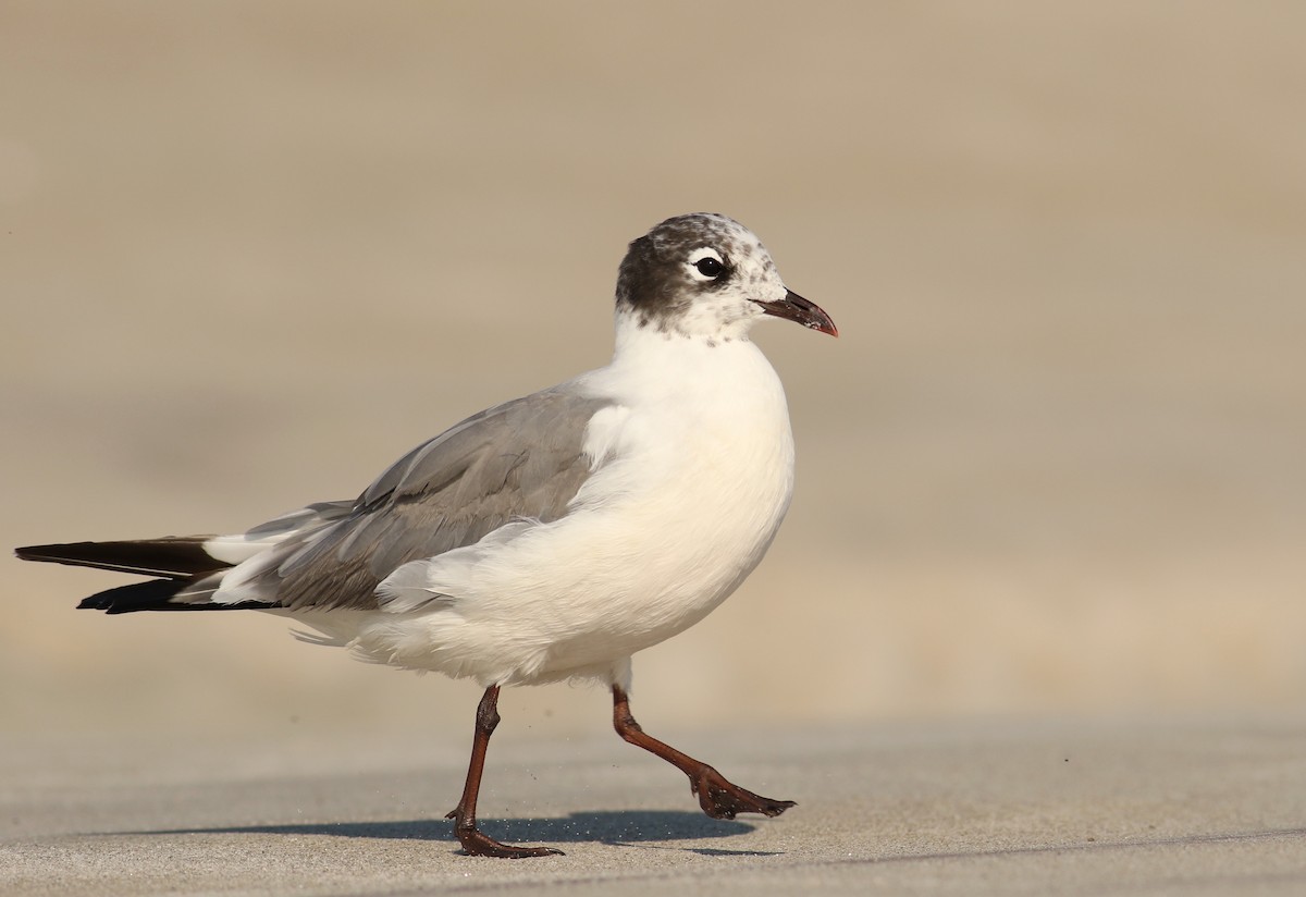 Mouette de Franklin - ML63828381