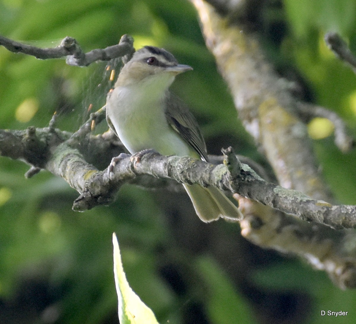 Red-eyed Vireo - ML638283810