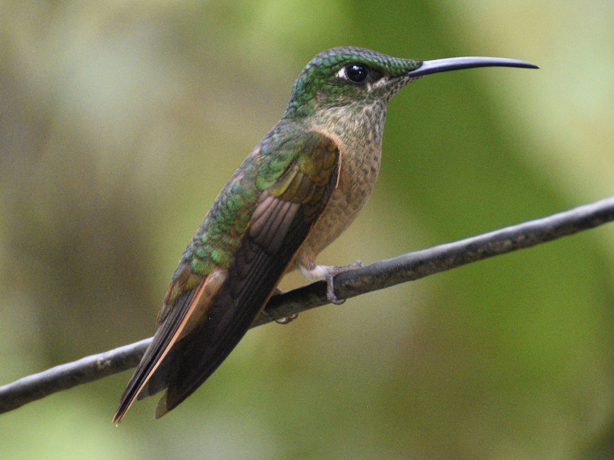 Fawn-breasted Brilliant - ML638283814