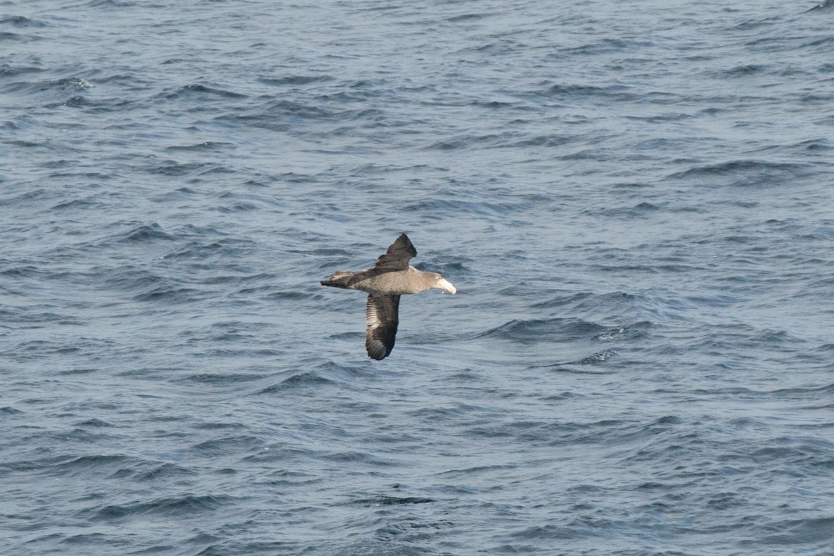 Northern Giant-Petrel - ML638283815