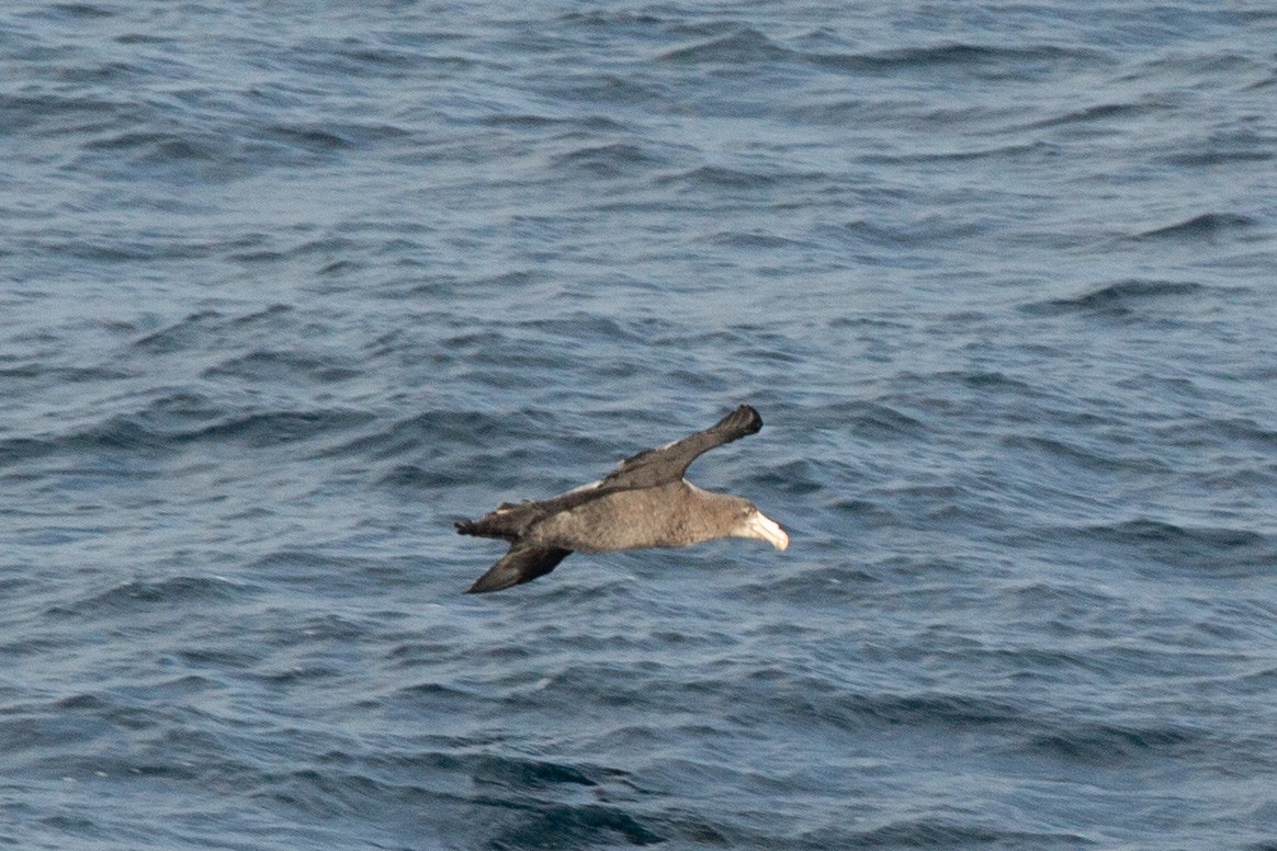 Northern Giant-Petrel - ML638283816