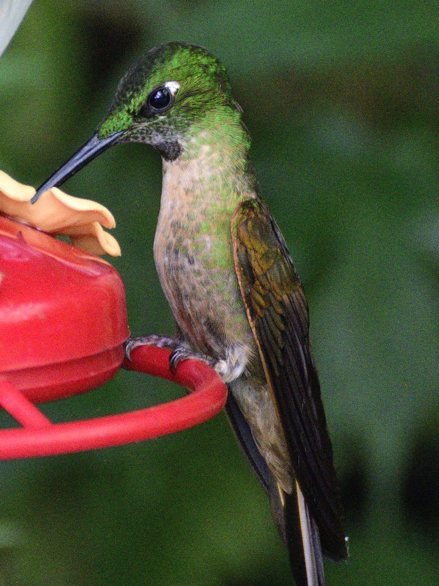 Fawn-breasted Brilliant - ML638283818