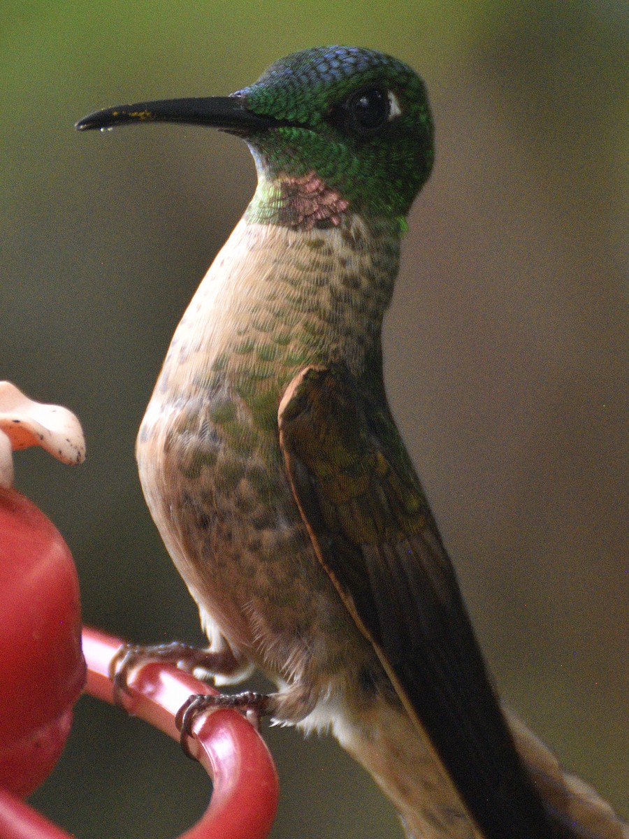 Fawn-breasted Brilliant - ML638283820