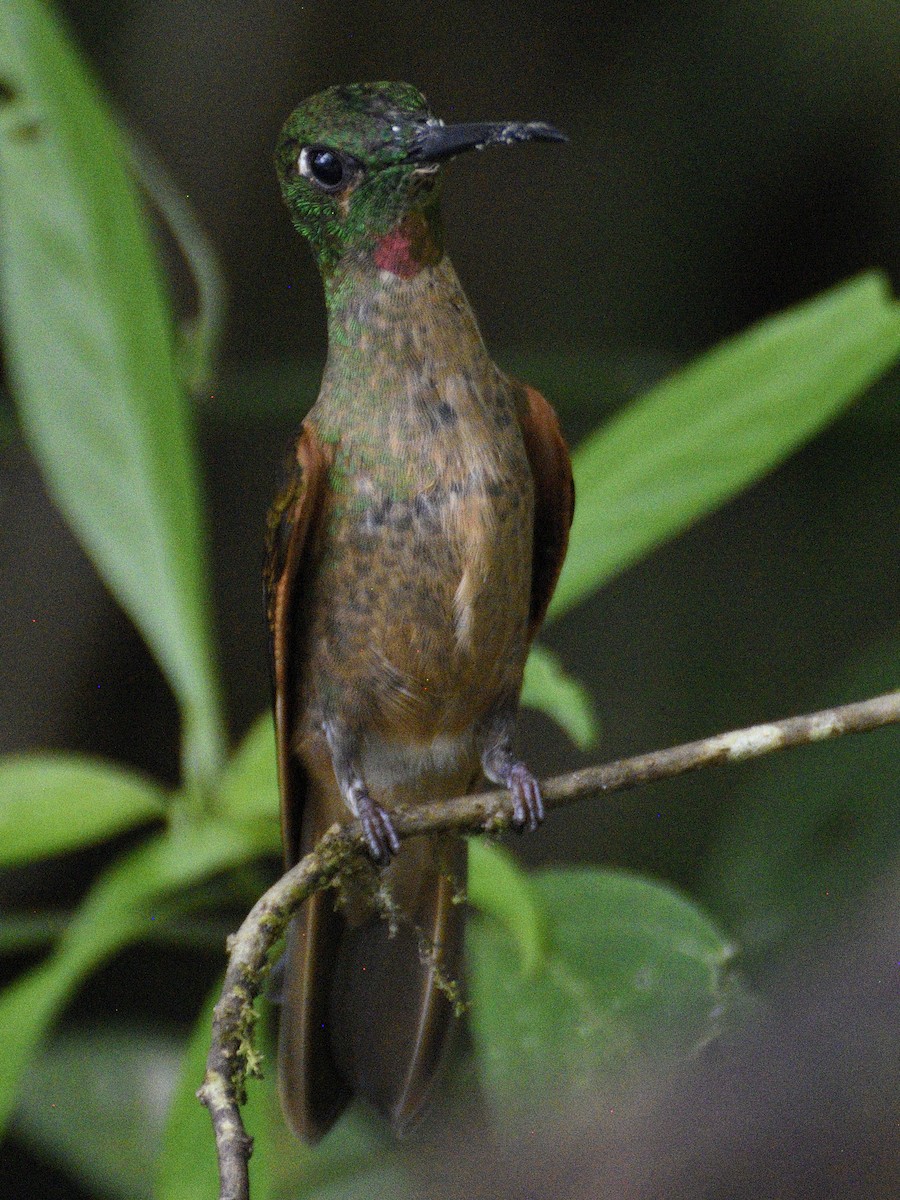 Fawn-breasted Brilliant - ML638283821