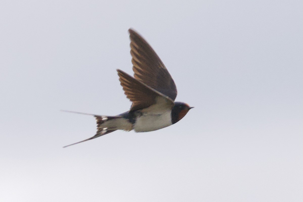 Hirondelle rustique - ML638283829