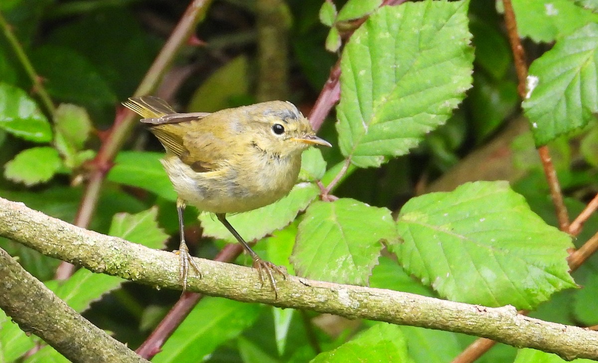 Iberian Chiffchaff - ML638283835