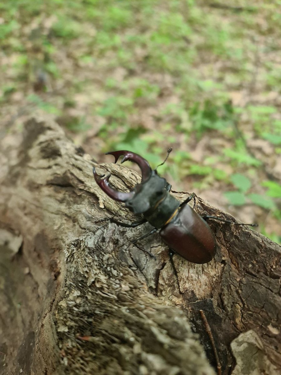 昆虫綱 - ML638283841