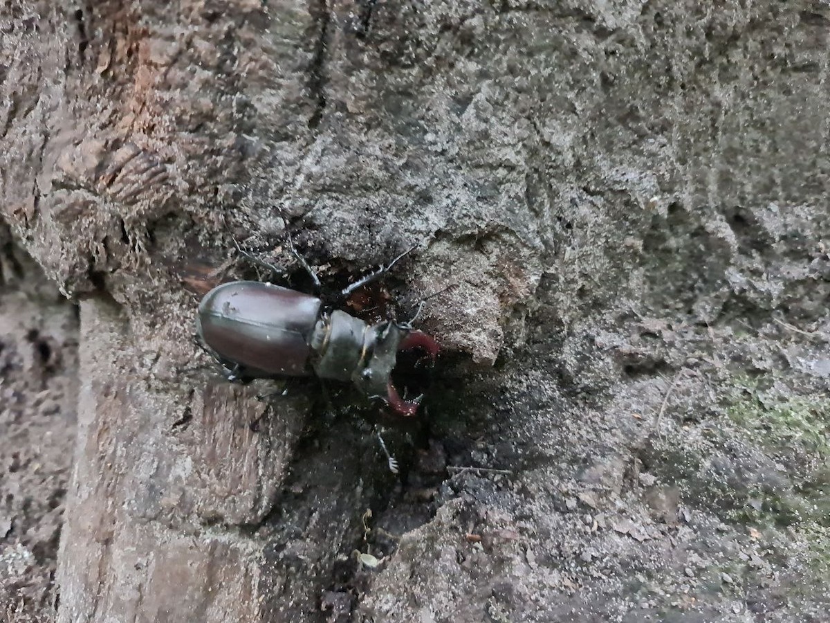 昆虫綱 - ML638283842