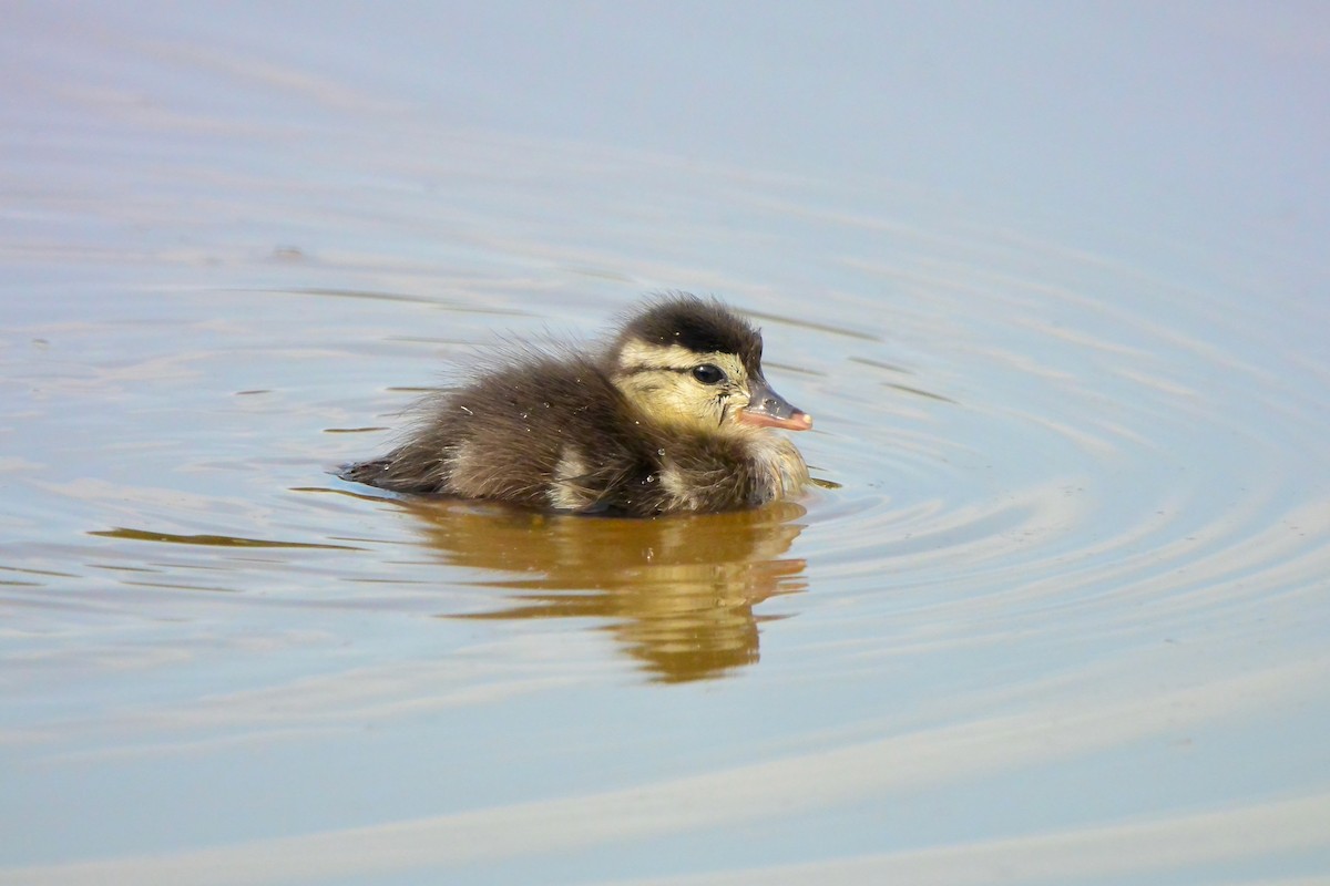Canard branchu - ML638283843