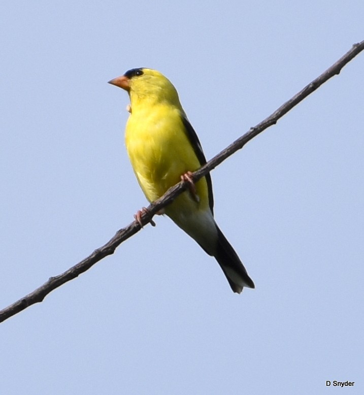 gulstillits - ML638283845