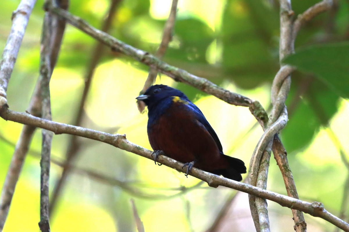 Chestnut-bellied Euphonia - ML638283846