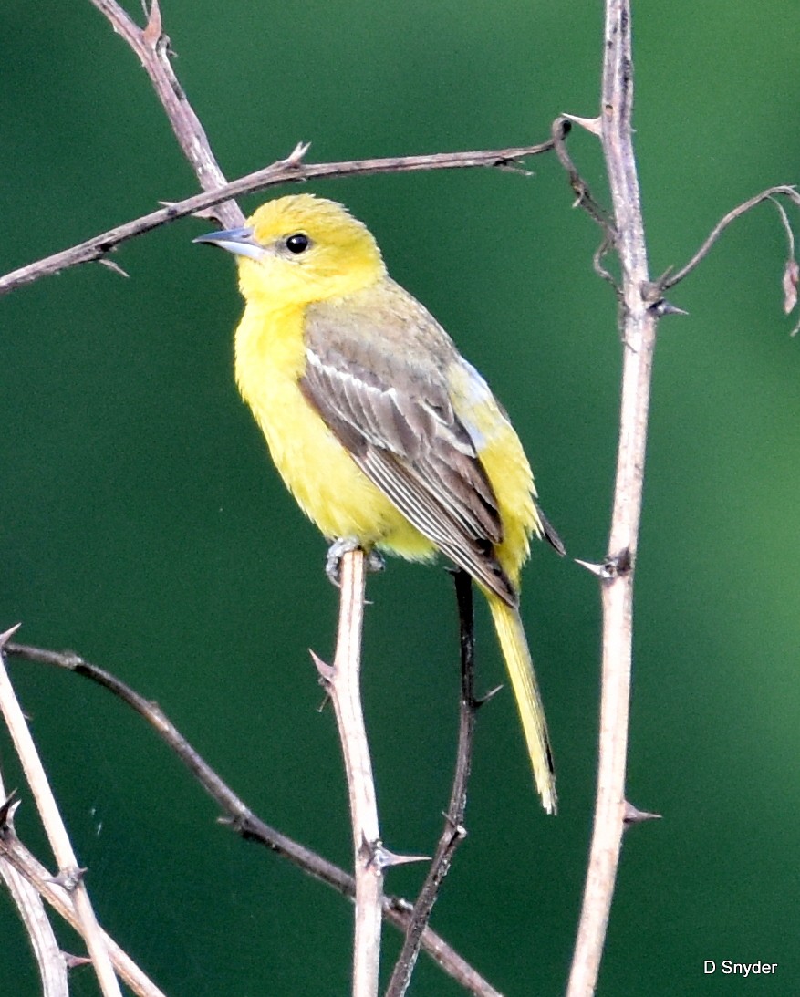 Orchard Oriole - ML638283850