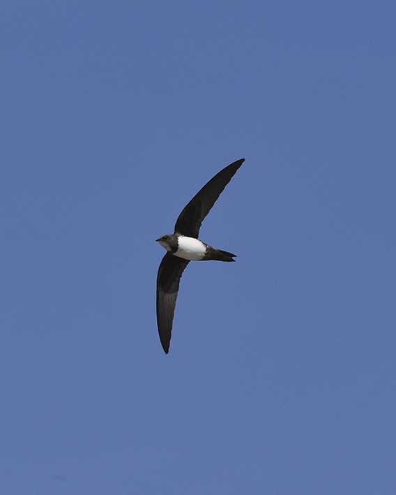 Alpine Swift - ML638283853