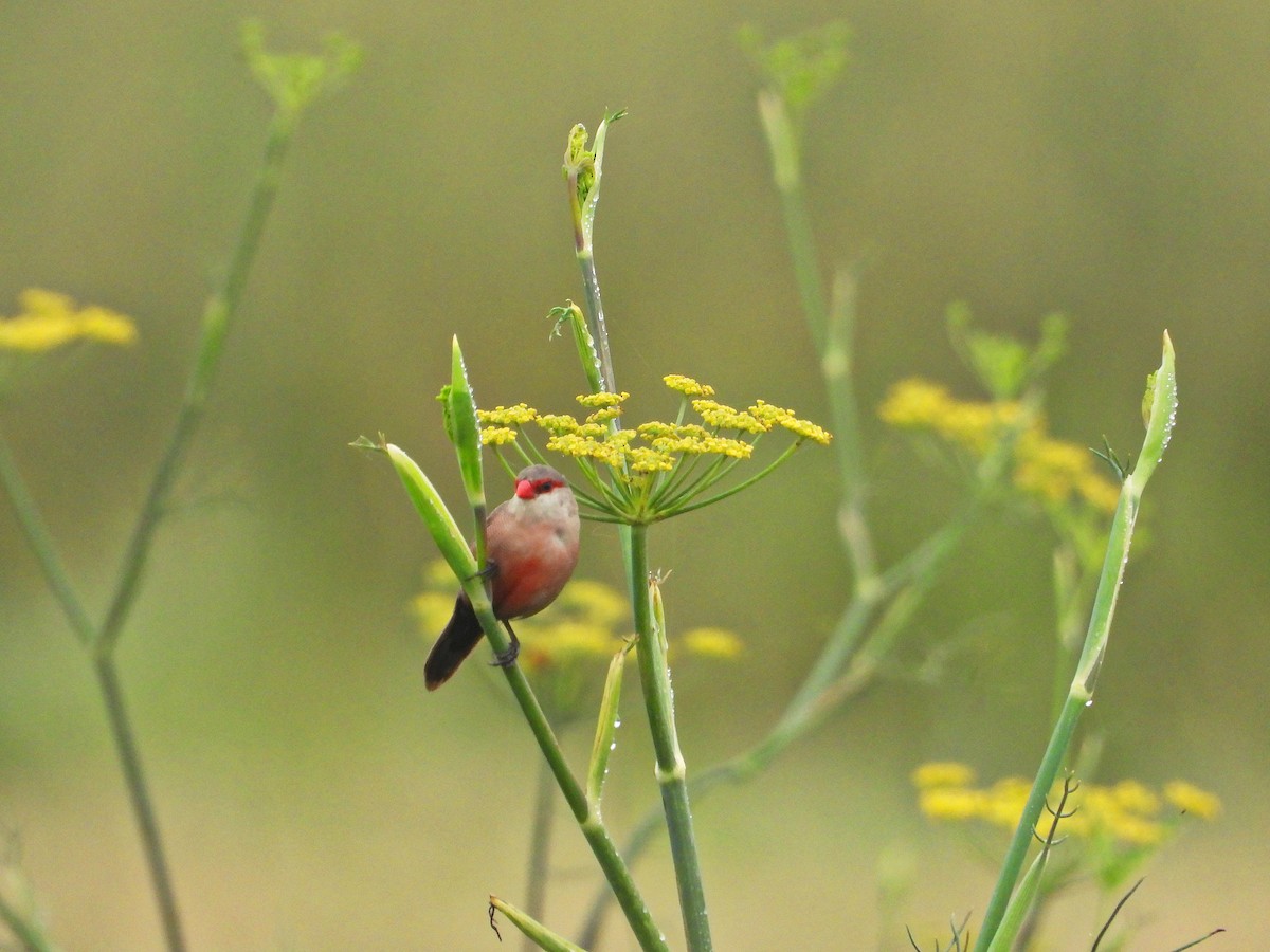 Common Waxbill - ML638283854