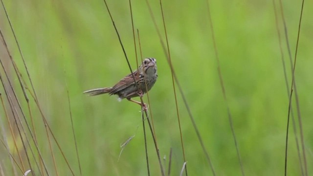 Henslow's Sparrow - ML638283860