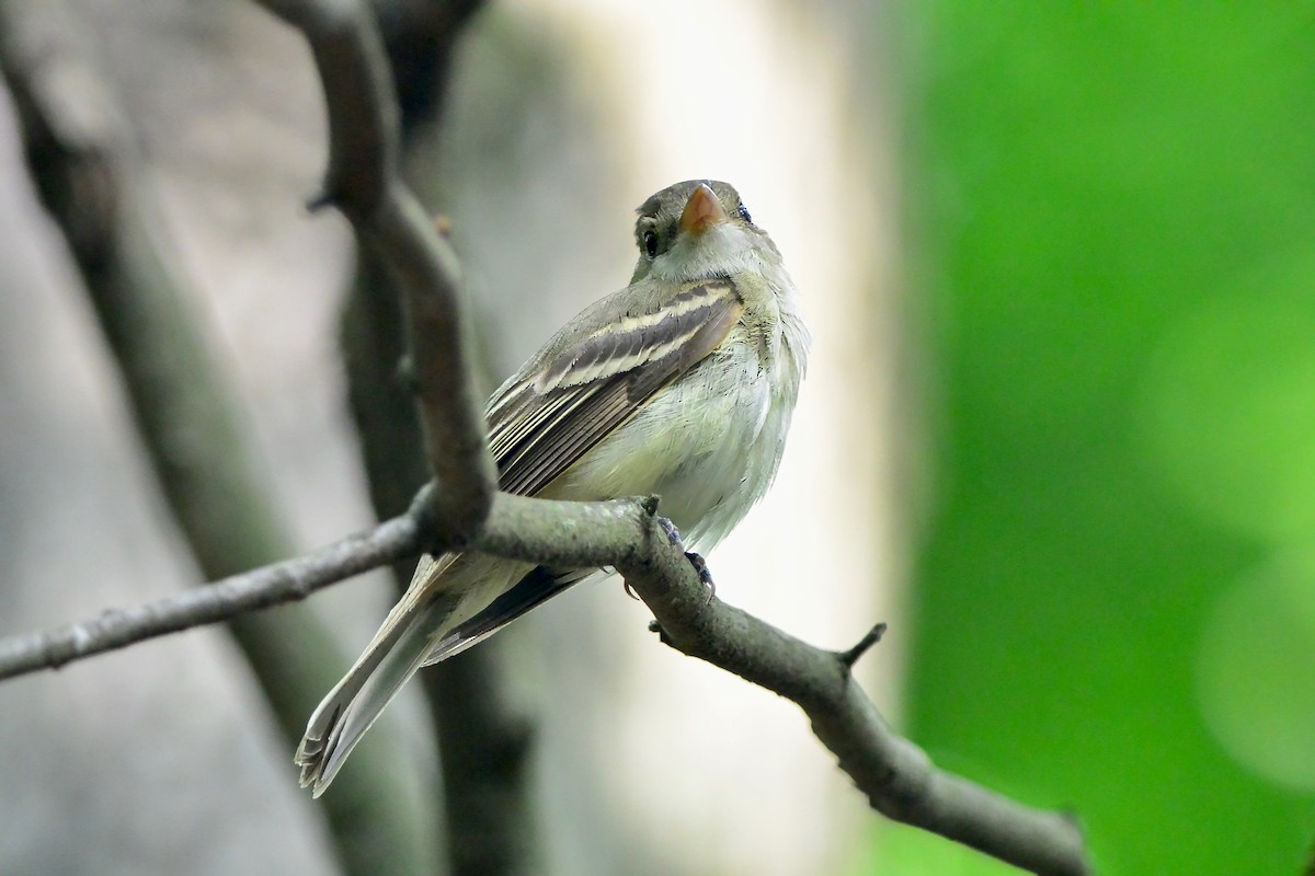 Acadian Flycatcher - ML638283865