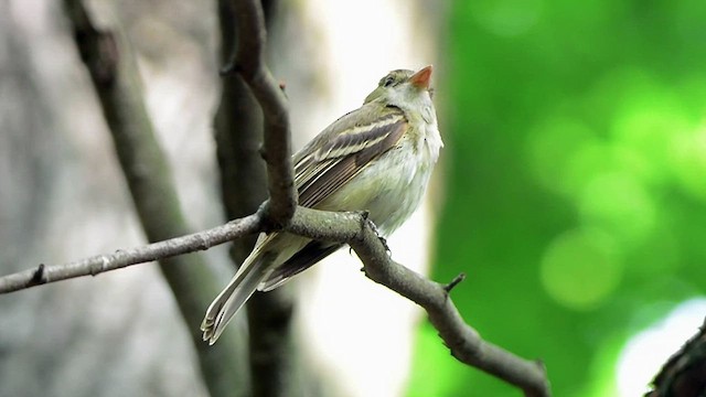 Acadian Flycatcher - ML638283866