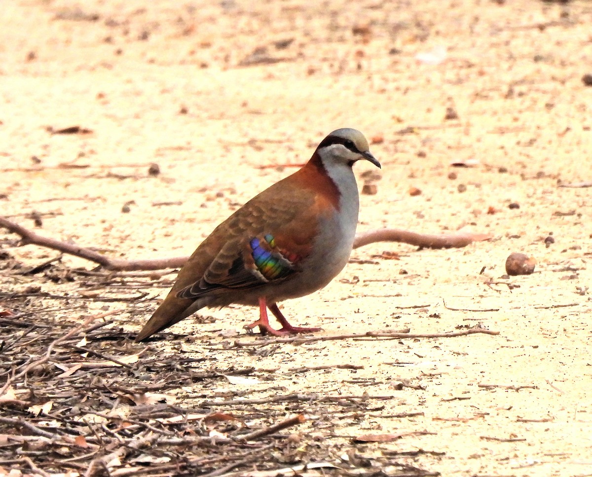 Brush Bronzewing - ML638283867