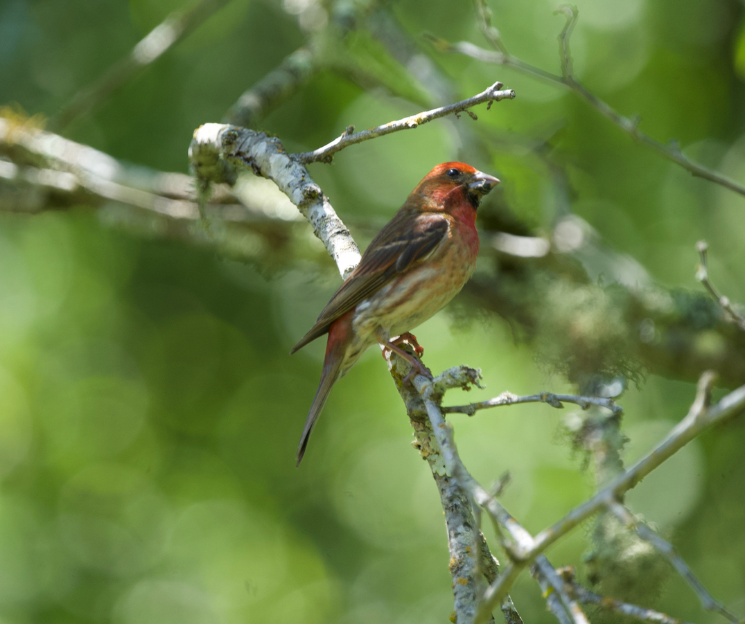Purple Finch - ML638283874