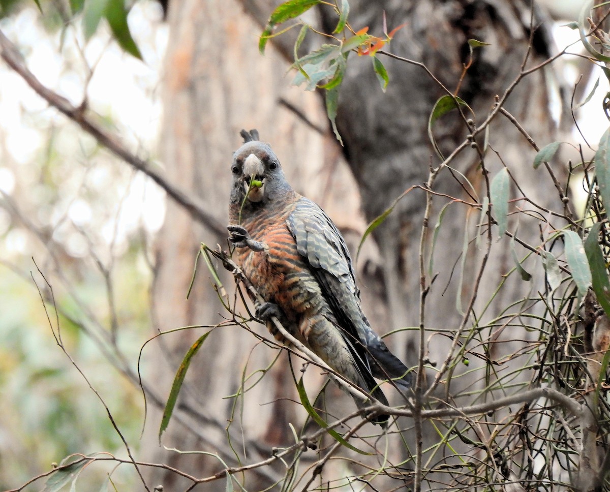 Gang-gang Cockatoo - ML638283877