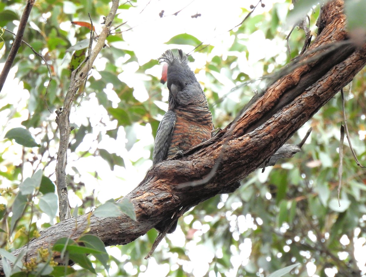 Gang-gang Cockatoo - ML638283878